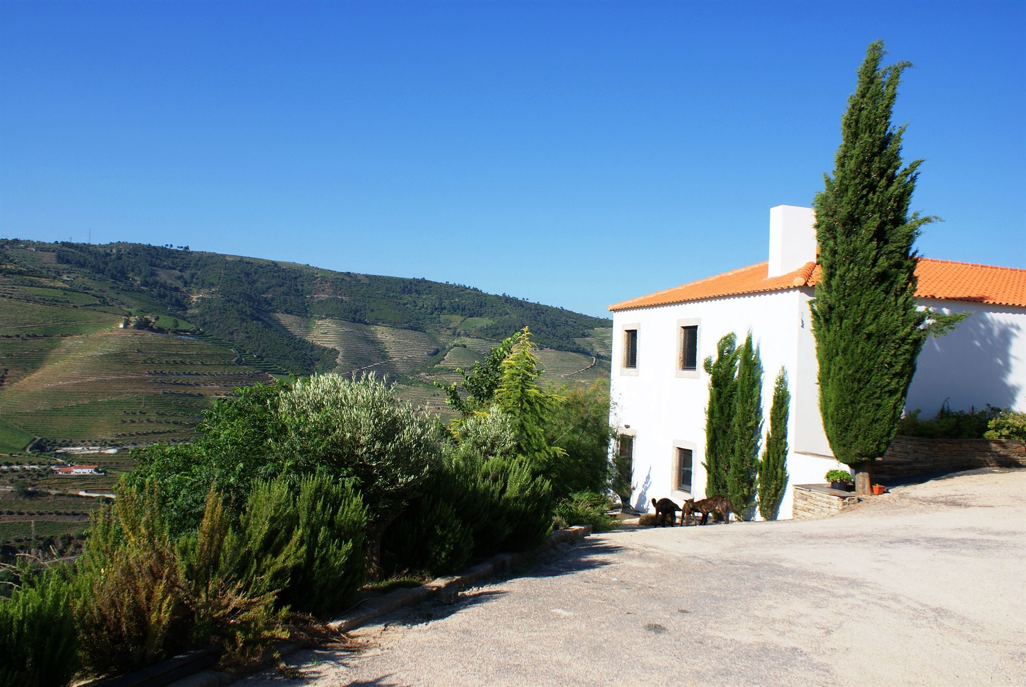 코바스도두오로 Quinta Da Veiga B&B 외부 사진